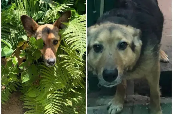 Пропала собака на ул. Гагарина, Приволжский