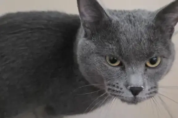 Найдена кошка, Тюмень, фото: Кошка найдена, ул. Сперанского, Тюмень