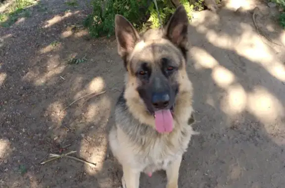 Пропала собака, ул. Мичурина, Оренбург