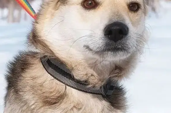 Пропала собака на ул. Стара-Загора, Самара