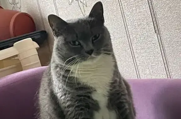 Пропала кошка, ул. Кирова 36, Кировск