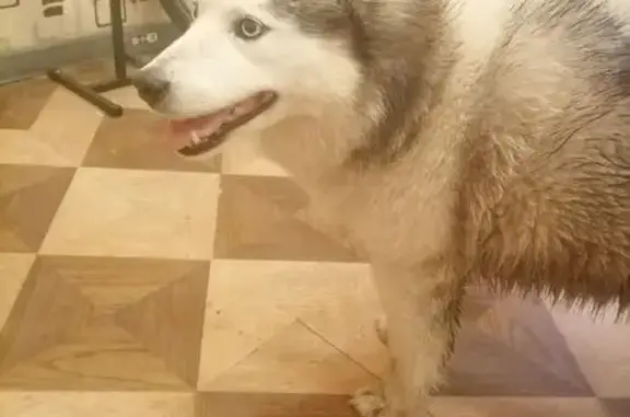 Найдена собака, Всеволожск, фото: Собака найдена: Лубянская ул., 2, Всеволожск