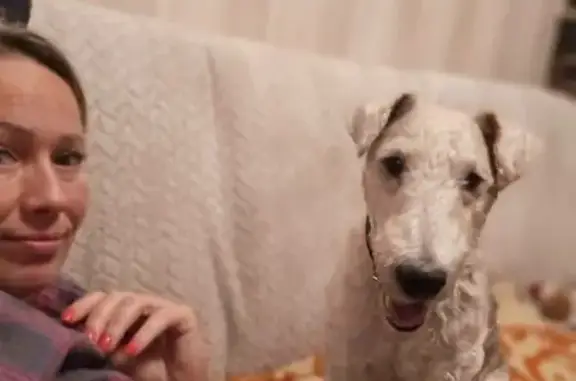 Найдена собака, Москва, фото: Найдена собака, ул. Космонавтов, 14 к1