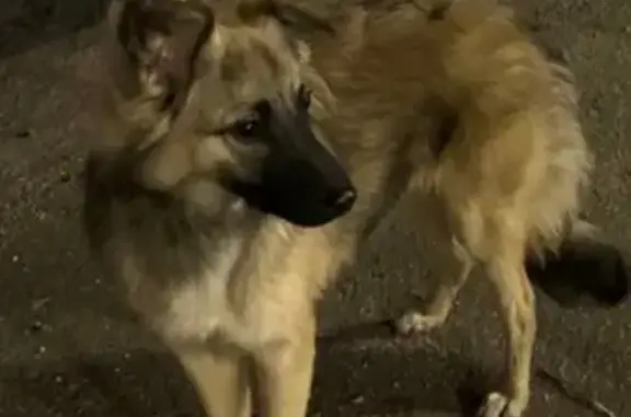 Найдена собака, Талдом, фото: Найдена собака, Батарейная ул., Лобня