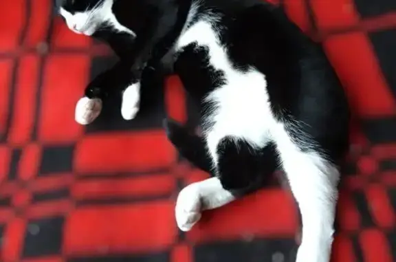 Пропала кошка, Кноринская 33, Вырица