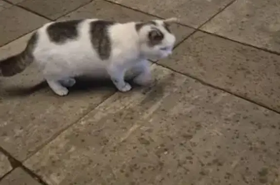 Найдена кошка, Москва, фото: Кошка найдена: Киевское шоссе, Коммунарка