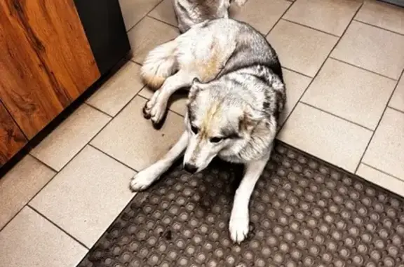 Найдена собака, Семиозерское, фото: Хаски найдена: Молодёжная, 12А, Озёрный