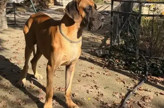 Пропала собака в Широкой Балке, Краснодарский край