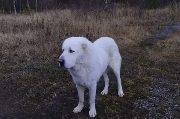 Найдена собака, Доршево, фото: Найден белый алабай, А-108, Доршево