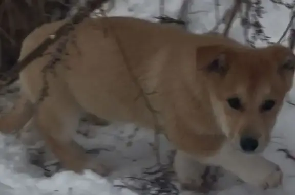 Пропала собака, Тюмень, Тюменская обл.