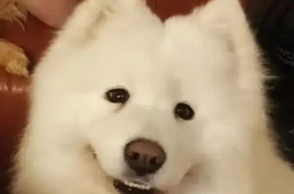 Найдена собака, Устиновка, фото: Самоед найдена в Власово, Раменский район