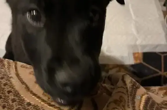 Пропала собака, СПб, щенок лабрадора