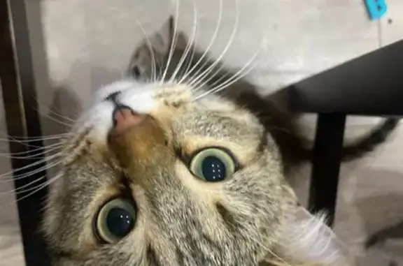 Пропала кошка, Учалы, Башкортостан