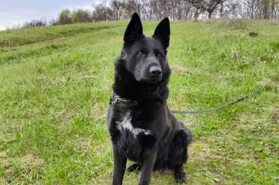 Пропала собака в Таврово, Белгородская обл.