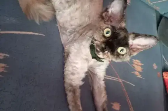 Кошки потеряшки, Сергиев Посад, фото: Потеряшка кошка, ул. Куликова 2/2, Сергиев Посад