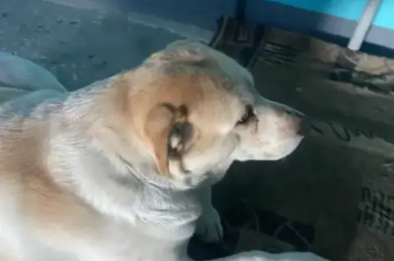 Найденные животные Новосибирск, фото: Собака на Комсомольской, Новосибирск