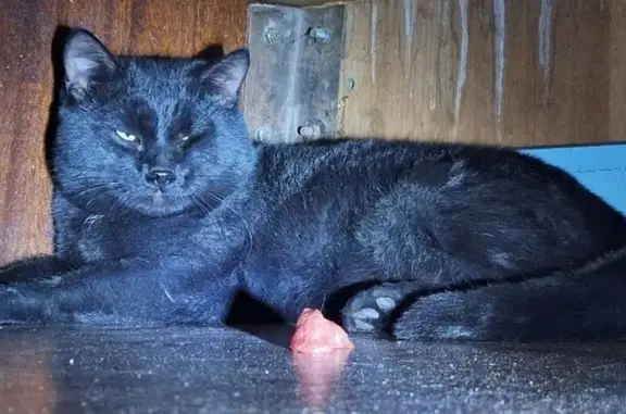 Найдена кошка, Ангарск, фото: Кошка найдена: Сергея Лазо, 13, Ангарск