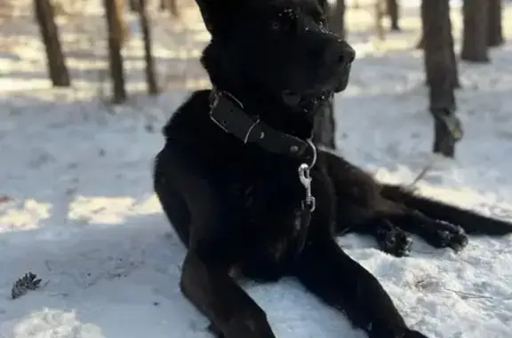 Пропала черная овчарка, Чита, Забайкалье