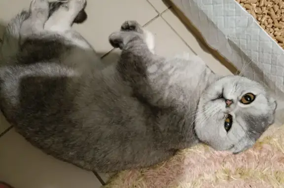 Найдена кошка, Тольятти, фото: Кошка найдена, Автозаводское шоссе, Тольятти