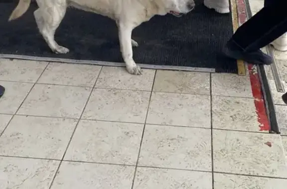 Найдена собака, Крым, фото: Лабрадор найден у 38 школы, Симферополь