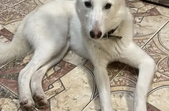 Пропала собака, Большая Ивановка, Ленобласть