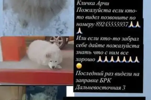 Пропала собака, ул. Сахьяновой 4, Улан-Удэ