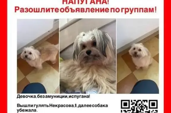 Пропала собака, улица Некрасова 5, Балашиха