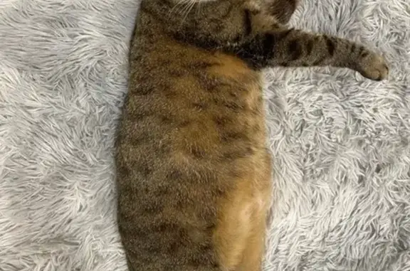 Пропала кошка, Ленинградская 24