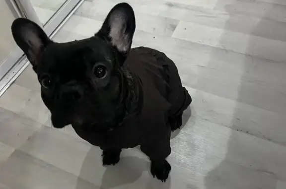 Пропала собака, ул. Матвеева 31, Невьянск