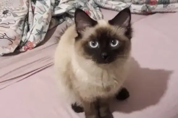 Найденные животные Миасс, фото: Кошка найдена, Набережная ул., Миасс