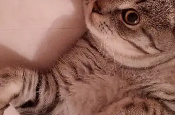 Пропала кошка, ул. Серова 65, Карпинск