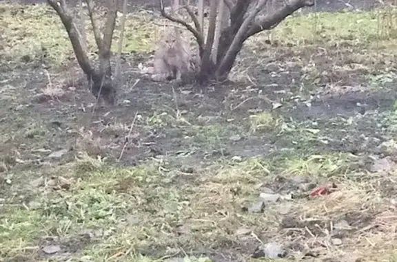 Найдена кошка, Санкт-Петербург, фото: Кошка найдена на Тракторной улице, СПб