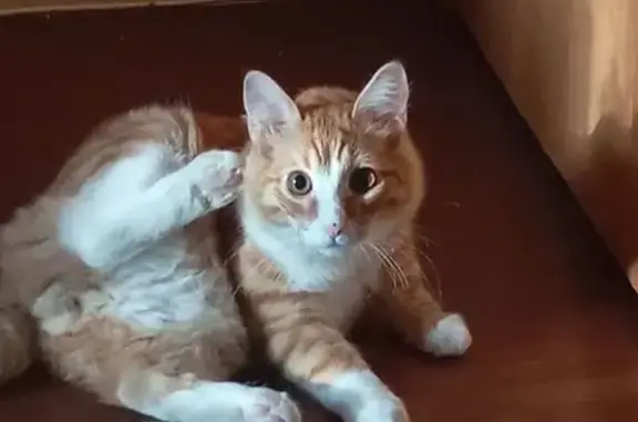 Пропала кошка, Октябрьский городок 22