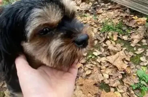 Пропала собака, ул. Завенягина, Узловая