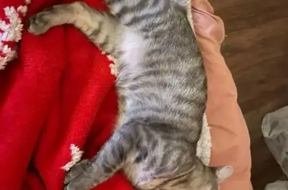 Пропала кошка, ул. Маршала Захарова, 18к2