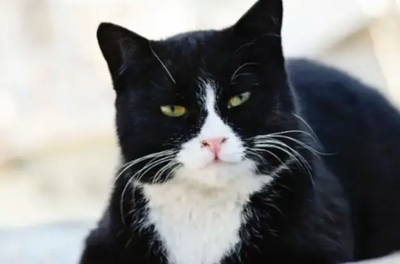 Найденные животные Чита, фото: Найдена кошка: Чайковского, Чита.