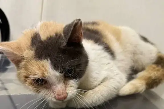 Найденные животные Новосибирск, фото: Кошка найдена на Шевченко 19/1, Новосибирск