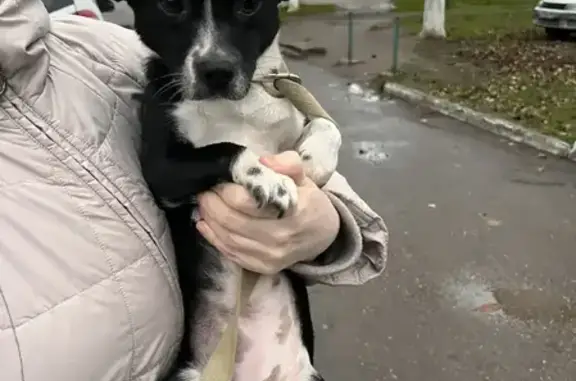 Найдена собака, Каневская, фото: Собака найдена на заправке в Каневской