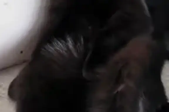 Кошки потеряшки, Хабаровск, фото: Потеряшка кошка, Культурная ул, 1/2, Комсомольск-на-Амуре