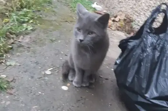 Найденные животные Нальчик, фото: Кошка найдена: ул. Неделина, Нальчик