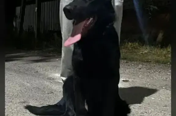 Собаки потеряшки, Нальчик, фото: Потеряшка овчарка, ул. Тарханова, 26