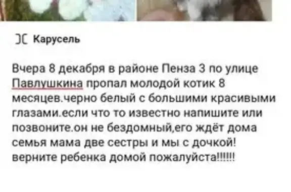 Пропала кошка на ул. Павлушкина, 82А