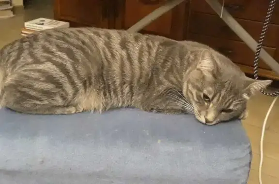 Пропала кошка, Санкт-Петербург