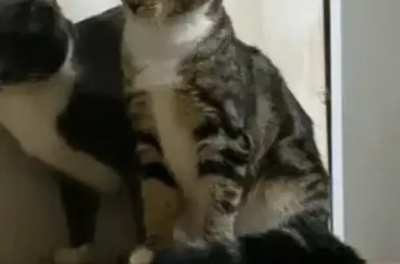 Пропала кошка, Спортивная ул., 9, Балашиха