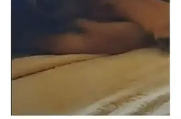 Пропала овчарка, Пионерская 17, Коммунар