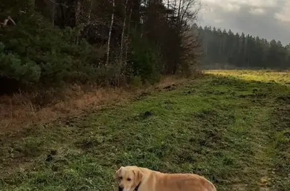 Пропала собака в Торбеево, Калужская обл.
