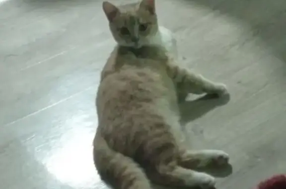 Пропала кошка в Бузулуке, Оренбургская обл.