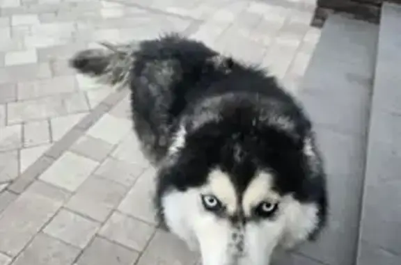 Найдена собака, Уфа, фото: Собака найдена: Загородная ул. 15, Уфа