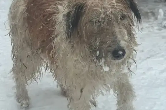 Найдена собака, Тамбов, фото: Собака найдена на ул. Ипподромная, Тамбов