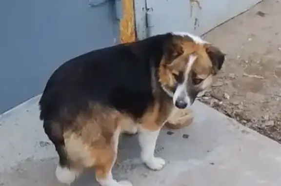 Пропала собака, Звёздная ул., 47А/1